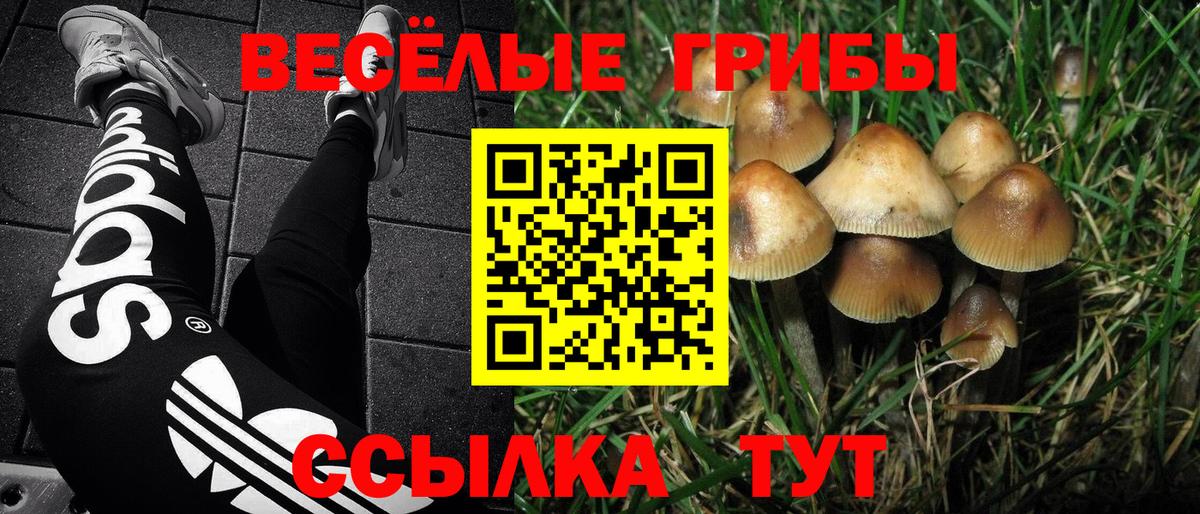 Елизово  Галлюциногенные грибы Cubensis  Вход с VPN 